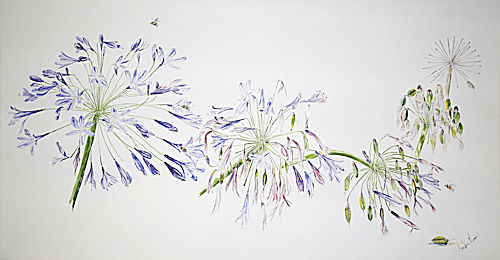 Agapanthus Fading by Stephen F Morris