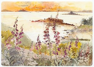 Foxgloves and Sunset from Harrys Walls, Isles of Scilly