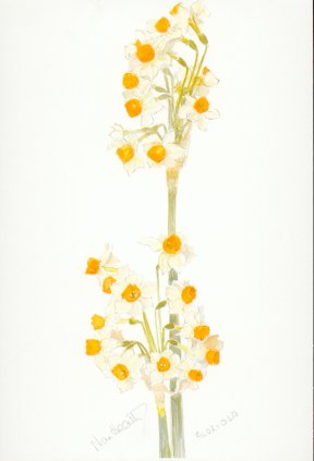 Narcissus Gloriosa