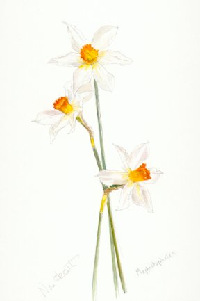 Daffodil Mephistopheles