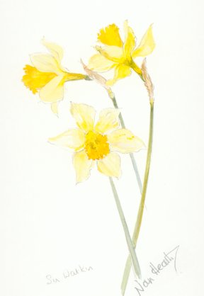 Daffodil Sir Watkins