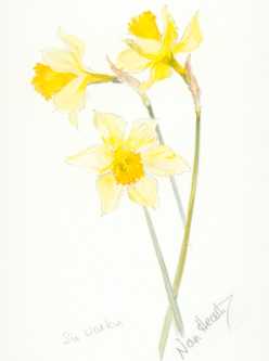 Daffodil Sir Watkins - click for larger image