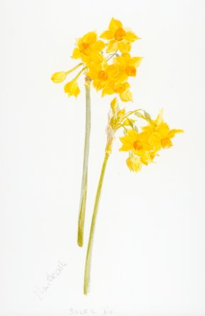 Narcissus Soleil d'Or