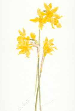 Narcissus Camperneli - click for larger image