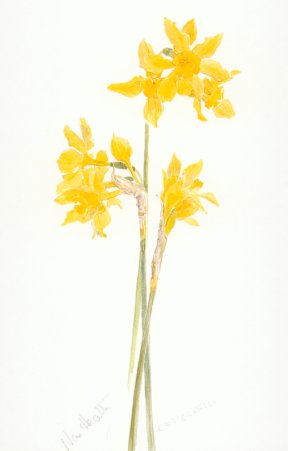 Narcissus Campernelli