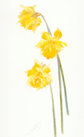 Double Daffodil Telemonios van Plenus van Sion