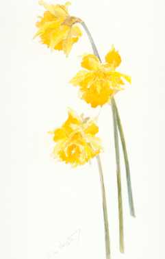 Double Daffodil Telemonios van Plenus van Sion - click for larger image