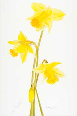 Daffodil Emperor - click for larger image