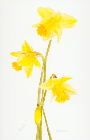 Daffodil Emperor