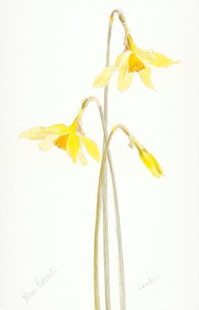 Daffodil leedsii