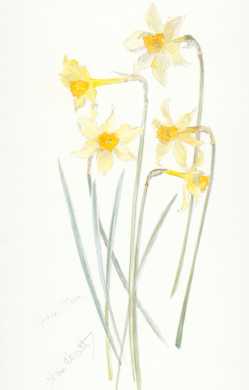 Daffodil Golden Mary - click for larger image