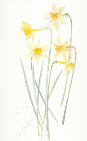 Daffodil Golden Mary