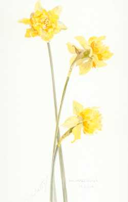 Double Daffodil incomperabilis plenus - click for larger image