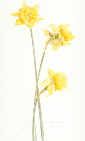 Double Daffodil incomperabilis plenus