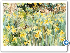 Daffodil Path to Kitty Down, St Marys
 Original painting available for purchase at Atishoo Gallery, Charlestown, Cornwall