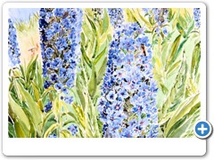 May Echiums (St Marys) Original painting SOLD