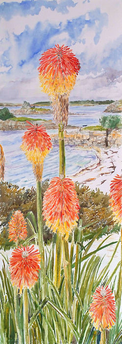 Red Hot Pokers, Thomas Porth, Isles of Scilly