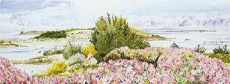 Moyana Mesembryanthemums, St. Marys, Isles of Scilly