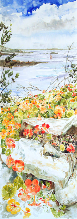 The Headmaster's Nasturtiums, St. Marys, Isles of Scilly