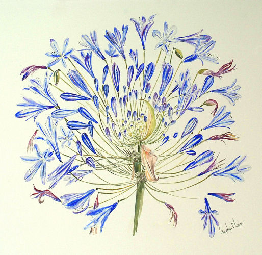 Agapanthus (Stages of Flowering), St. Marys, Isles of Scilly