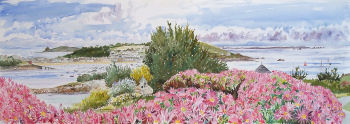 Moyana Mesembryanthemums, St. Marys, Isles of Scilly