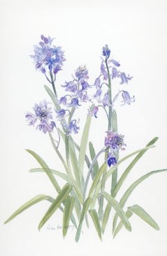 Spanish Bluebells - click for larger image