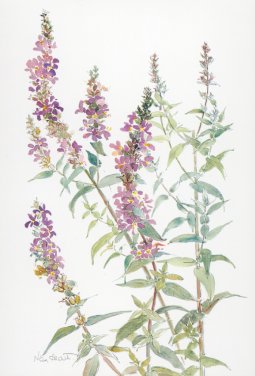 Purple Loosestrife - click for larger image