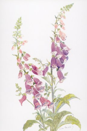 Foxglove
(Digitalis Purpurea)